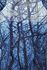 Blue Forest lace panel vest