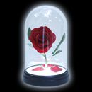 Enchanted Rose, Kaunotar ja Hirviö, Lamppu